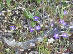Campanula ramosissima
