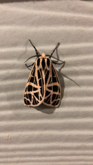 Apantesis parthenice