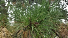 Pinus nigra