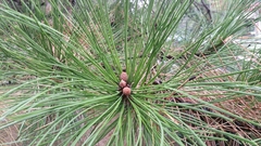 Pinus nigra