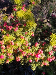 Leptecophylla pogonocalyx