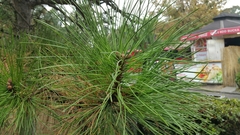 Pinus nigra