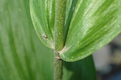 Epipactis helleborine