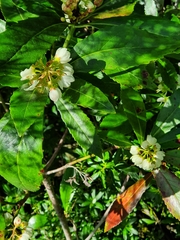 Anopterus glandulosus