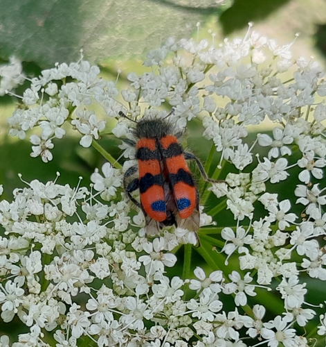 Bee-eating Beetle, 5298 MB Liempde, Nederland, photo 8 of 10