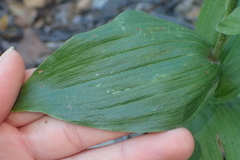 Epipactis helleborine