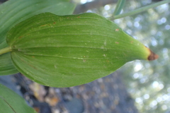 Epipactis helleborine