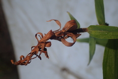 Epipactis helleborine