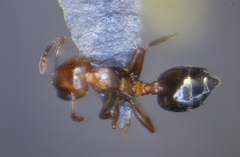 Crematogaster schmidti