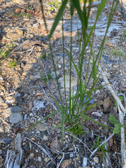 Calamagrostis villosa, photograph author not stated, no rights reserved