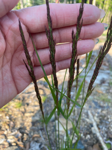 Calamagrostis villosa, photograph 5