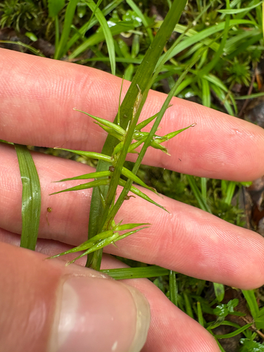 Collins' Sedge (Carex collinsii)