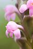 Satyr Orchids - Photo (c) Ken-ichi Ueda, some rights reserved (CC BY)
