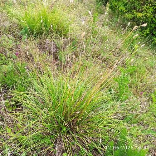 Sesleria heufleriana, photograph 4