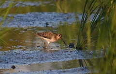 Gallinago