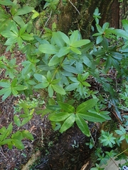 Acradenia frankliniae