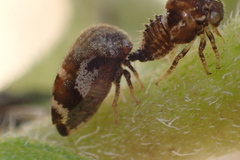 Membracidae