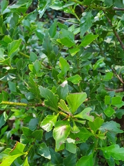 Phyllocladus aspleniifolius