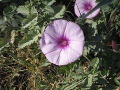 Mallow Bindweed (Convolvulus althaeoides)