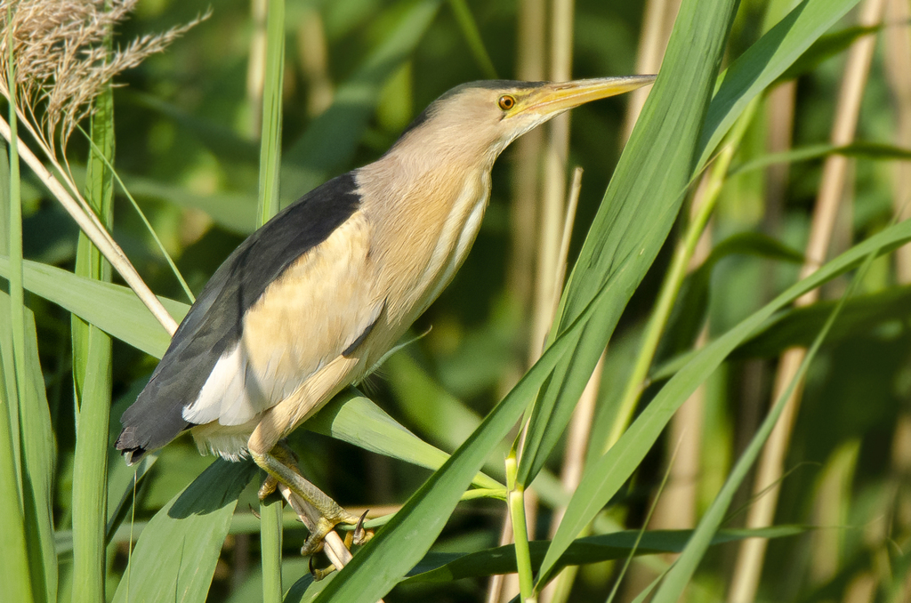 Little Bittern photo