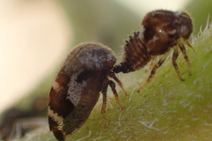 Membracidae