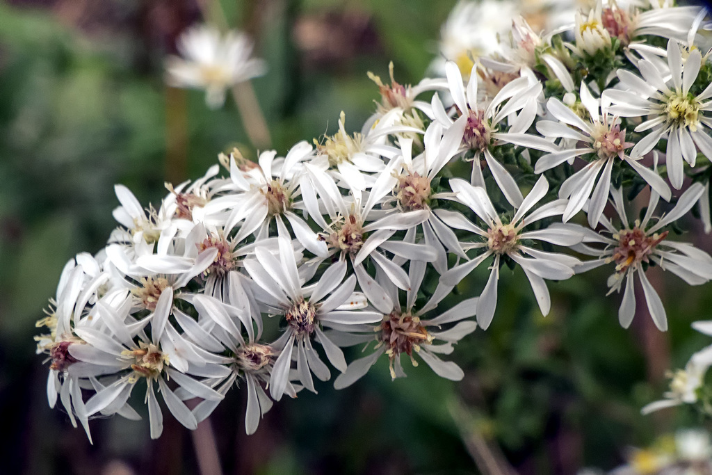 white heath and prairie asters