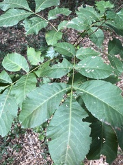 Carya floridana