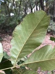 Carya floridana