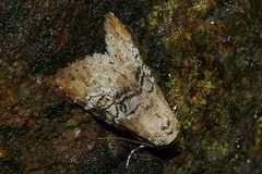 Bryophilina mollicula