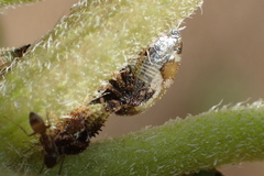 Membracidae