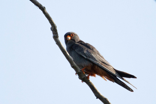 Cernícalo patirrojo (Falco vespertinus)