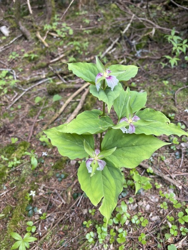 Trillium undulatum iNaturalist observation