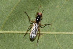 Cordilura