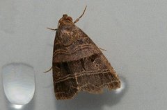 Ozarba punctigera