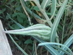 Asclepias brachystephana