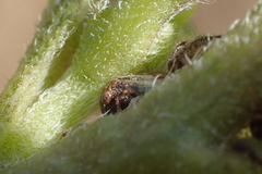 Membracidae