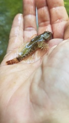 Cottus caeruleomentum