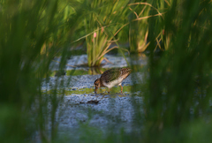 Gallinago