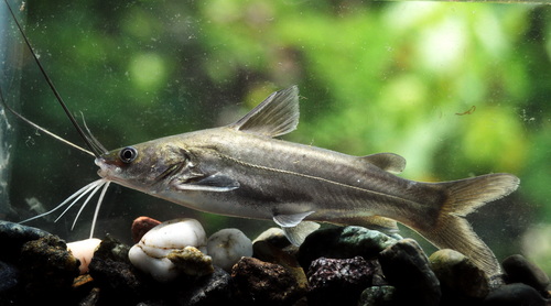 Catfish (Mystus gulio) — Bagridae