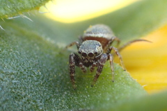 Sassacus vitis