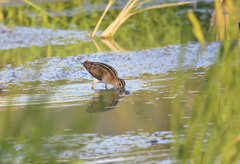 Gallinago