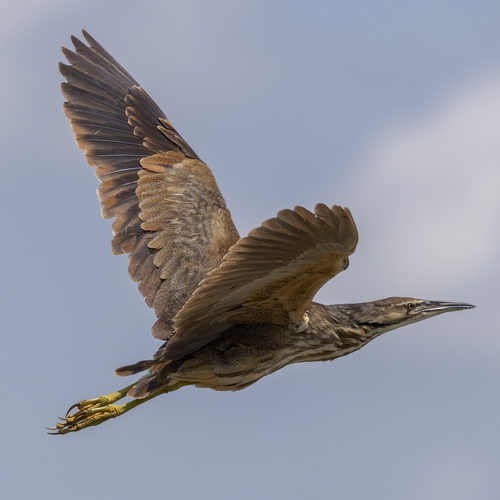 American Bittern photographed in North Dakota
