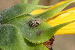 Sassacus vitis