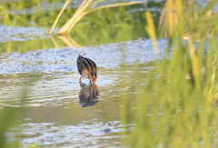 Gallinago