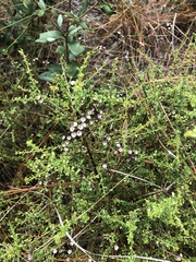 Ceanothus microphyllus