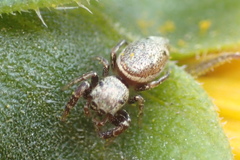 Sassacus vitis