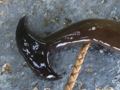 Bipalium fuscolineatum