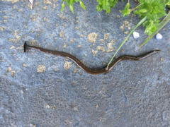 Bipalium fuscolineatum