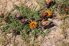 Gazania rigida