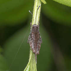 Phaesticus mellerborgi